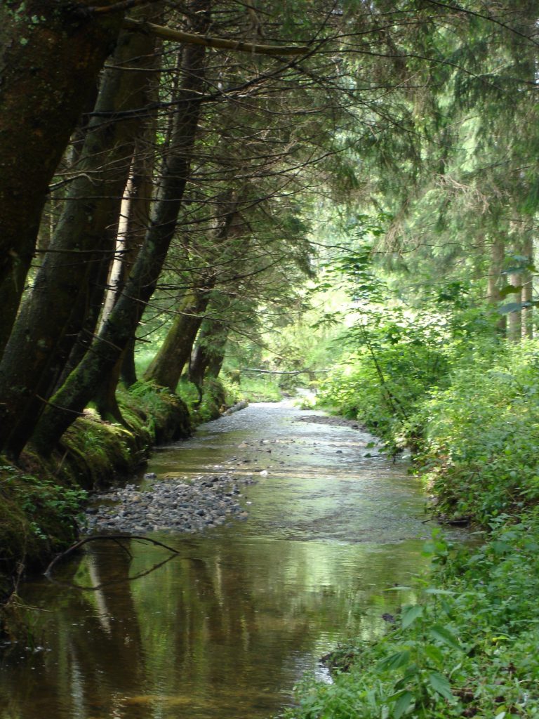 Beim Waldcamp plätschert ein Waldbach, dieser ergibt eine schöne Geräusch Atmosphäre beim Wald Baden