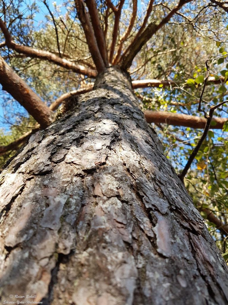 Blick auf eine alte Kiefer, sie könnte uns so manche Geschichte zum Waldbaden erzählen