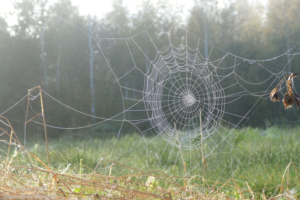 Spinnen Netz im Gegenlicht