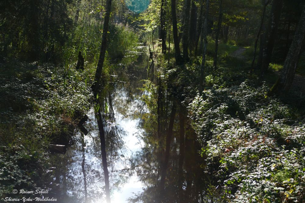 Ein Waldbach in dem sich die Bäume spiegeln