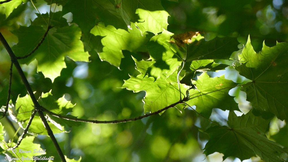 grüne Ahornblätter von Sonnenlicht beschienen