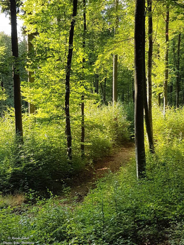 Buchen und Tannen sind unsere heimischen Bäume