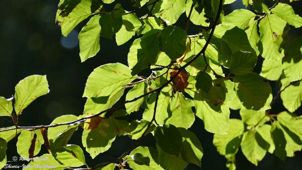 grüne Buchenblätter im Gegenlicht