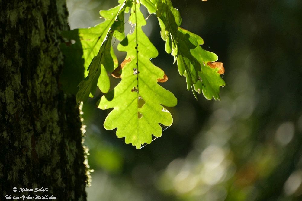 Ein Eichenblatt hängt im Baum und wird vom Gegenlicht durchflutet