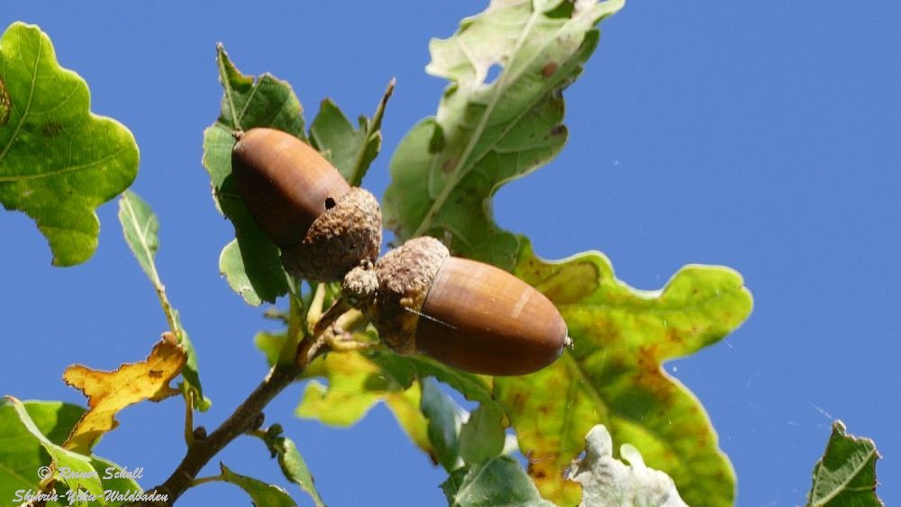 Eicheln sind Früchte von Wald Bäumen und wir erleben sie beim Waldbaden